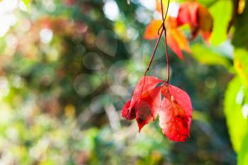 red leaves of Virginia creeper plant illuminated by sun close up in autumn day