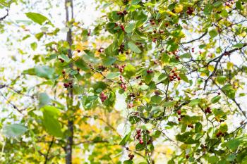 branches of hawthorn tree with ripe fruits in forest of Timiryazevsky Park in sunny october day