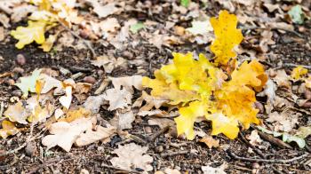 panoramic view of leaf litter with fallen oak leaves in forest of Timiryazevsky Park in october day