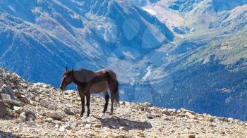 travel to North Caucasus region region - horse on the edge of a cliff on Moussa-Achitara mount in Dombay resort in Teberda Nature Reserve in Karachay-Cherkessia region of Russia in september