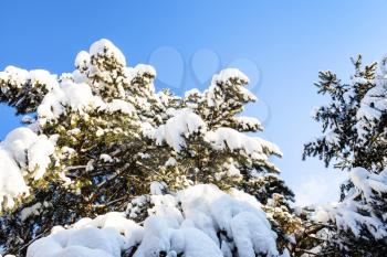 bottom view of snowbound green branches of spruce tree and blue sky on background on cold sunny winter day