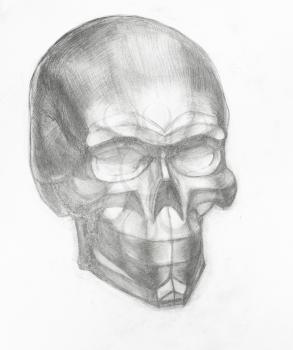 academic drawing - plaster cast of human skull hand-drawn by graphite pencil on white paper