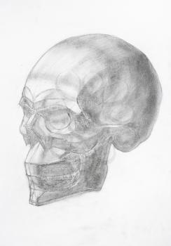 academic drawing - human skull hand-drawn by graphite pencil on white paper