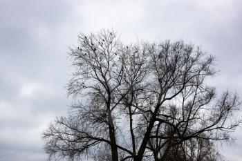 bare black trees with flock of jackdaws under gray cloudy sky on autumn day