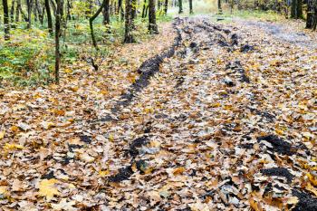 country road with ruts covered with fallen leaves in city park on autumn day