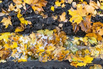 top view of rain puddle in deep rut on country road covered with fallen leaves in city park on autumn day