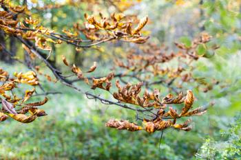 dried leaves on branch of horse chestnut tree close up in city park on autumn day (focus on leaves on foreground)