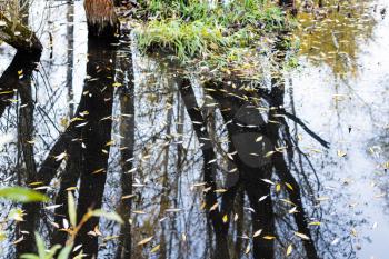 surface of swamp with fallen leaves floating on water and reflection of black trees on autumn day