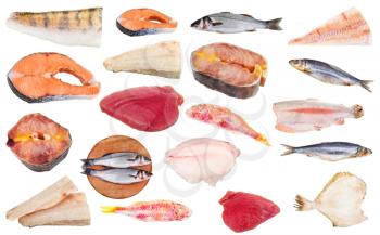 set of frozen raw fishes (cod, salmon, zander, pike-perch, sturgeon, tuna, seabass, trout, red mullet, herring, rockfish, flatfish, etc) isolated on white background