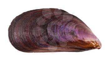 old shell of mussel isolated on white background