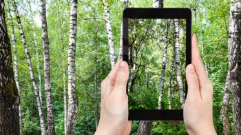 travel concept - tourist photographs of white birch trees in green forest on summer day on smartphone in Moscow, Russia