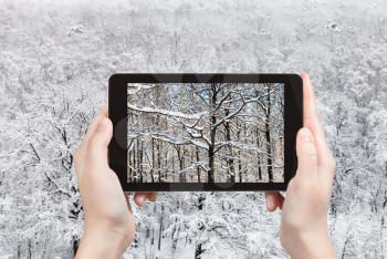travel concept - tourist photographs of snow-covered branches of oak trees in forest of city park in winter day on smartphone in Moscow, Russia