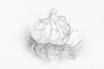 sketch of head of garlic hand-drawn by black pencil on white paper