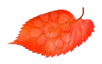 red fallen leaf of elm tree isolated on white background