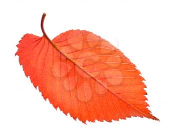 back side of red fallen leaf of elm tree isolated on white background