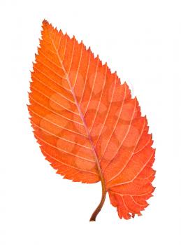 back side of orange and red fallen leaf of elm tree isolated on white background