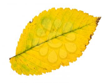 fallen yellow leaf of elm tree isolated on white background