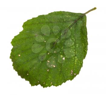 diseased green leaf of alder tree isolated on white background
