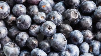 natural food panoramic background - many fresh blueberries close-up
