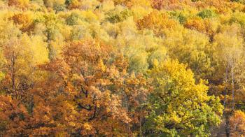 panoramic view with orange oak tree in yellow forest on sunny autumn day