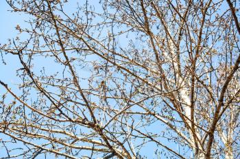 buds with new leaves on poplar tree and blue sky on background on sunny spring day (focus on branches on foreground)