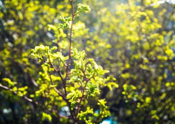 young green foliage illuminated by sun in city park on sunny spring day (focus on leaves on foreground)