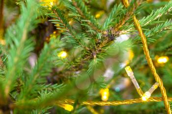 yellow string lights in twigs of natural christmas tree close-up indoor