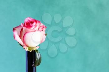 panoramic horizontal still-life with copyspace - single fresh white and red rose flower in brown glass bottle with green pastel paper background (focus on the bloom)