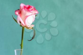 horizontal still-life with copyspace - single fresh white and red rose flower in glass vase with green paper background (focus on the bloom)