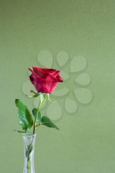vertical still-life with copyspace - single natural red rose flower in glass vase with olive green textured paper background (focus on the bloom)