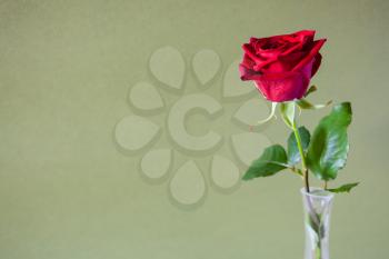 horizontal still-life with copyspace - fresh red rose flower in glass vase with khaki color paper background (focus on the bloom)