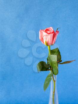 vertical still-life with copyspace - natural pink rose flower in glass vase with blue textured paper background (focus on the bloom)
