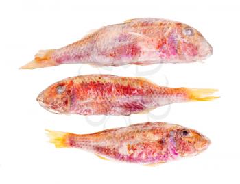 three frozen red mullet fish isolated on white background
