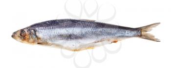 quick-frozen Atlantic herring isolated on white background
