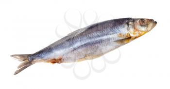 deepfrozen Atlantic herring isolated on white background