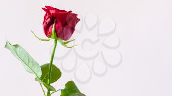 panoramic horizontal still-life with copyspace - single fresh red rose flower with pale pink pastel background (focus on the bloom)