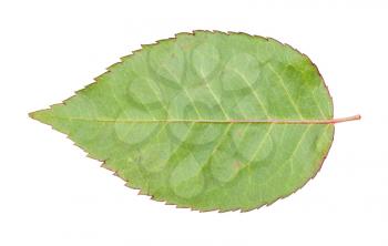 back side of fresh green leaf of garden rose plant isolated on white background