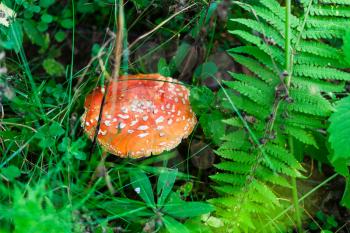 view of fly-agaric mushroom in green grass on forest meadow in summer