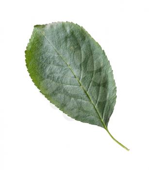 natural green leaf of cherry tree isolated on white background
