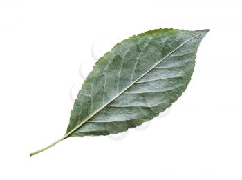 back side of natural green leaf of cherry tree isolated on white background