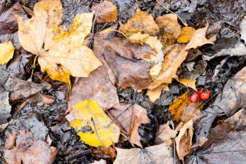 top view of wet fallen leaves and ripe hawthorn berries on ground after autumn rain