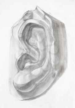 academic drawing - male ear shape, plaster cast fragment of David's face hand-drawn by graphite pencil on white paper