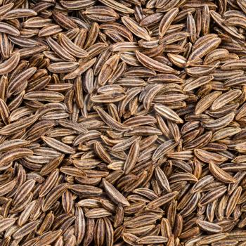 square food background - dried caraway seeds close up