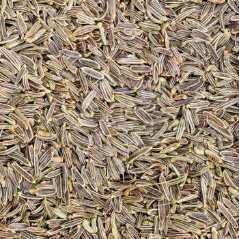 square food background - kala zeera (Elwendia persica) seeds close up