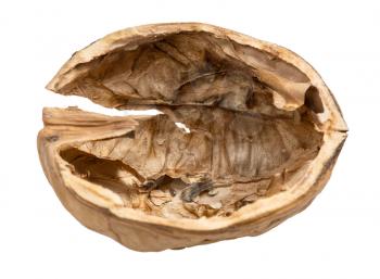 empty half of walnut shell isolated on white background