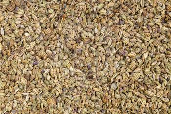 food background - many dried Ajwain seeds