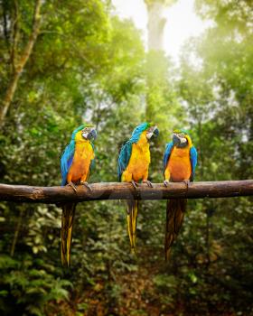 Exotic travel concept background - Blue-and-Yellow Macaw Ara ararauna, also known as the Blue-and-Gold Macaw on branch in tropical forest