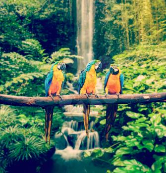 Vintage retro effect filtered hipster style travel image of Blue-and-Yellow Macaw Ara ararauna, also known as the Blue-and-Gold Macaw