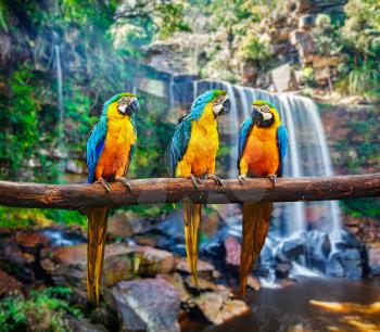 Blue-and-Yellow Macaw Ara ararauna, also known as the Blue-and-Gold Macaw against tropical waterfall background