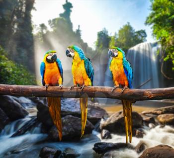 Blue-and-Yellow Macaw Ara ararauna, also known as the Blue-and-Gold Macaw against tropical waterfall background